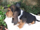 CACHORRO DE BASSET HOUND - mejor precio | unprecio.es