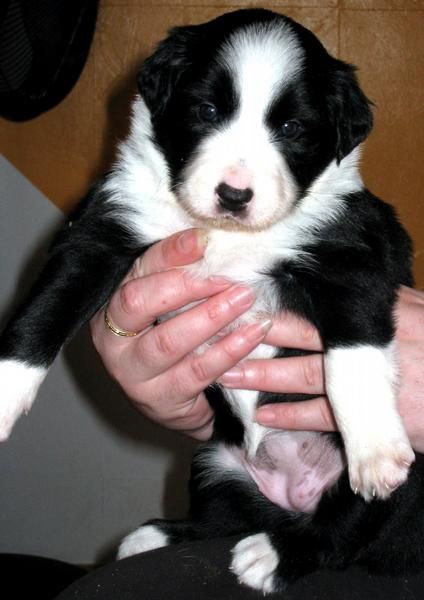 cachorros border collie
