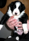 cachorros border collie - mejor precio | unprecio.es