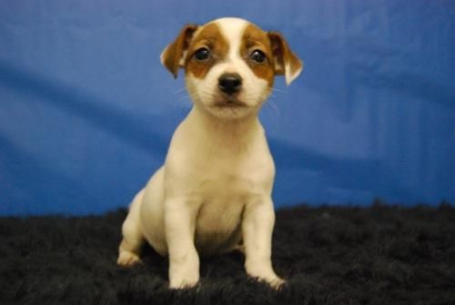 cachorros de jack rusell