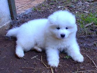 Cachorros de Samoyedo