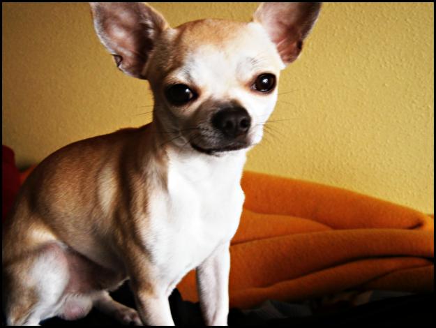 Chihuahua con pedigree se ofrece para montas