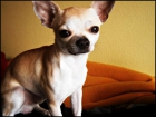 Chihuahua con pedigree se ofrece para montas - mejor precio | unprecio.es