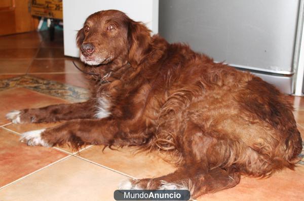 ENCONTRADO PERRO COLOR MARRON EN EL ALJARAFE