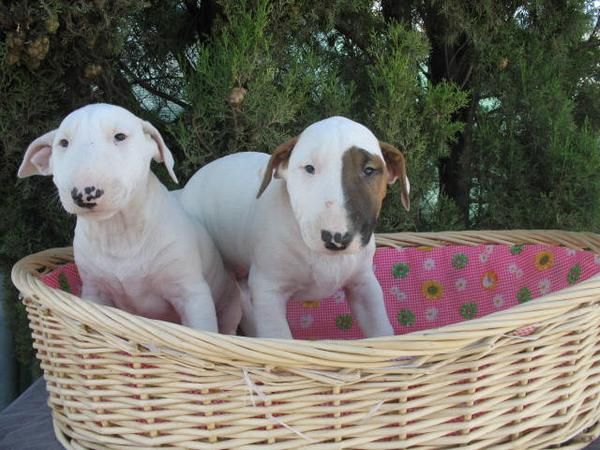 ESPECTACULARES CACHORROS BULL TERRIER 490 EUROS.