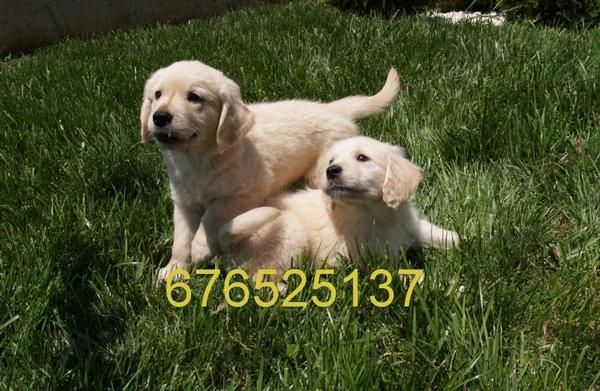 Golden Retriever, ¡tu fiel amigo!. Barcelona