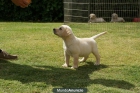 Labrador cachorros amarillos y negros de exc calidad. - mejor precio | unprecio.es