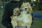 LHASA APSO CACHORROS CON PEDIGREE DE RAZA - mejor precio | unprecio.es