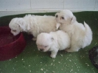 Pequeñitos cachorros de BICHON MALTES CON PEDIGREE 450E - mejor precio | unprecio.es