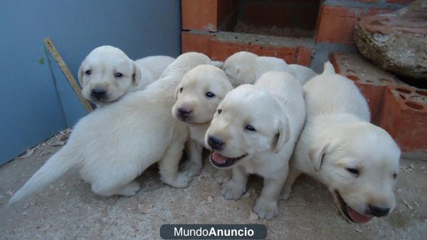 Preciosos cachorros de labrador canela