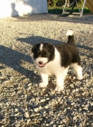 Vendo 2 preciosas cachorras de Border Collie.Murcia - mejor precio | unprecio.es