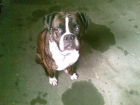 -  TANGO - BOXER  EN ADOCIÓN - mejor precio | unprecio.es