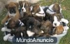 Cachorros boxer con tarjetas de salud listos para su hogar. - mejor precio | unprecio.es