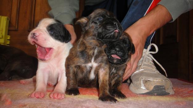 Cachorros boxer en Noia