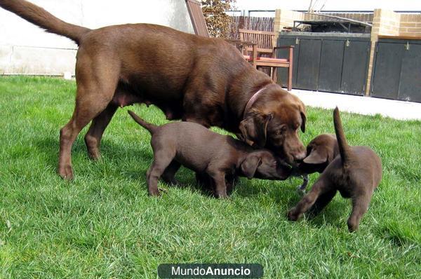 Cachorros Labrador Chocolate