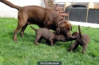 Cachorros Labrador Chocolate - mejor precio | unprecio.es