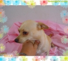 Chihuahua busca novio - mejor precio | unprecio.es