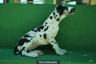 CRIAMOS CACHORRITOS DE DOGO ALEMAN - mejor precio | unprecio.es