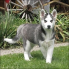 excelente cachorro husky siberiano - mejor precio | unprecio.es