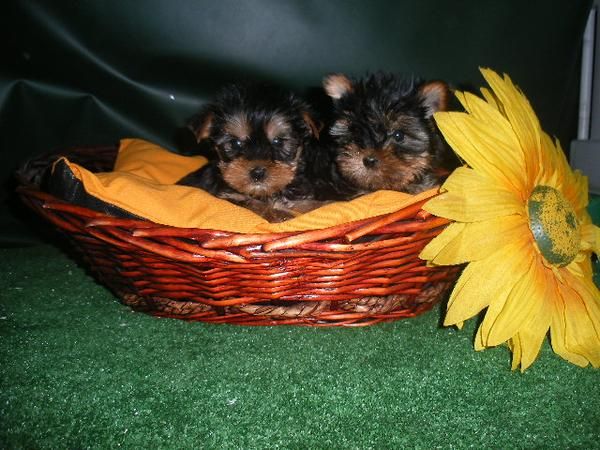 FANTASTICOS CACHORROS DE YORKSHIRE