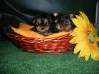 FANTASTICOS CACHORROS DE YORKSHIRE - mejor precio | unprecio.es