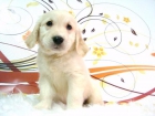 GOLDEN RETRIEVER - mejor precio | unprecio.es