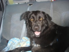 Lancelot en adopción - mejor precio | unprecio.es