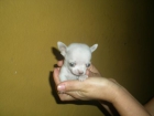 Minichihuahua especial - mejor precio | unprecio.es