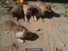 Regalo 5 cachorros cruce Mastin + Labrador - mejor precio | unprecio.es