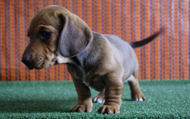 Teckel Miniatura cachorros de calidad