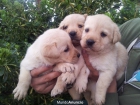 vendo cachorros de labrador a buen precio - mejor precio | unprecio.es