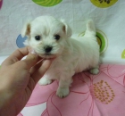 Preciosos cachorros de Maltés - mejor precio | unprecio.es
