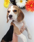 Beagle hembra - mejor precio | unprecio.es