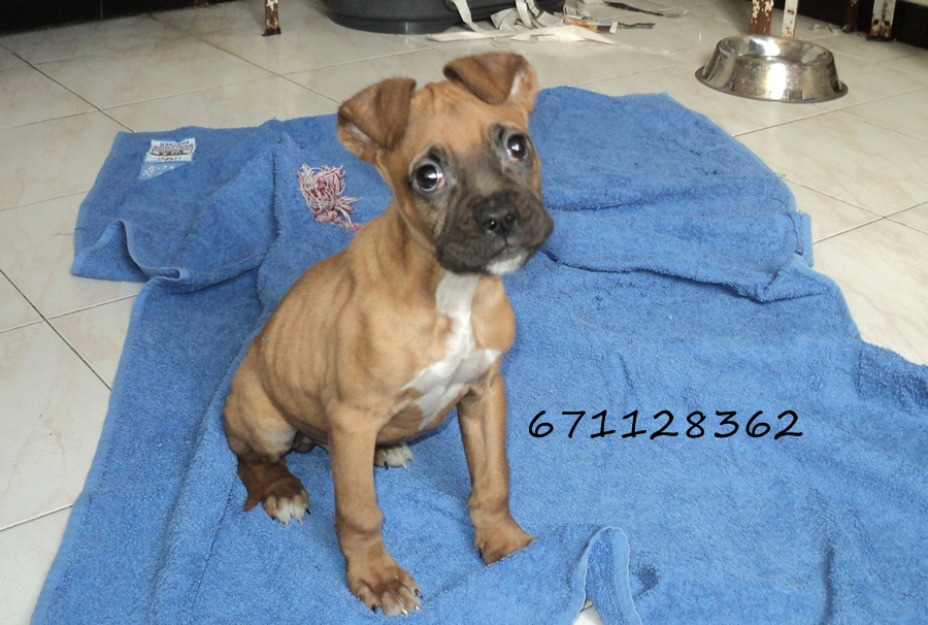 Boxer...cachorro