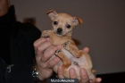 CACHORRITA CHIHUAHUA TOY PARA NAVIDADES - mejor precio | unprecio.es