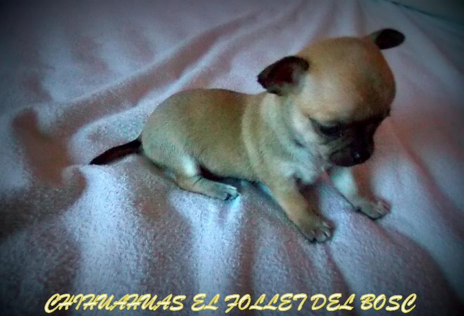 Chihuahuas