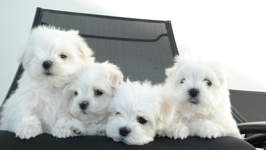 Divinos Cachorritos Bichon Maltes