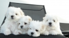 Divinos Cachorritos Bichon Maltes - mejor precio | unprecio.es