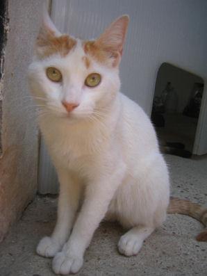 Mayo, demasiado tiempo esperando un hogar, adóptalo!!