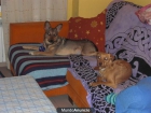 REGALO PERROS - mejor precio | unprecio.es