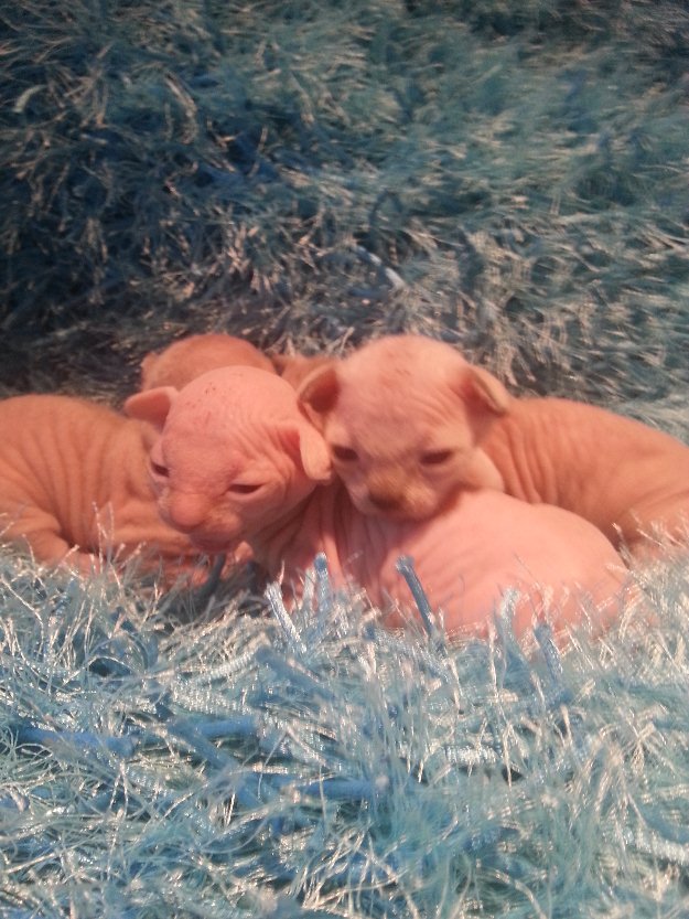 sphynx