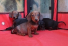 Teckels cachorros en oferta de pelo duro y pelo corto - mejor precio | unprecio.es