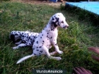 Cachorros Dálmata - mejor precio | unprecio.es