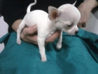 145 Euros - Proxima Camada Cachorros De Chihuahua - mejor precio | unprecio.es