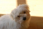 bichon maltes en barcelona - mejor precio | unprecio.es