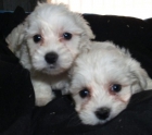 Bichon maltes ¡el cachorro que quieres! - mejor precio | unprecio.es