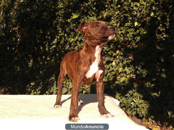 Cachorro American staffor (Regalo)