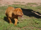 CACHORROS DE DOGO DE BURDEOS 850 - mejor precio | unprecio.es