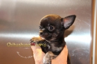 Chihuahua Espectacular - mejor precio | unprecio.es