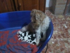 Fox terrier pelo duro 100% pura raza - mejor precio | unprecio.es